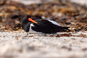 Ostrygojad (Haematopus ostralegus) © Grzegorz