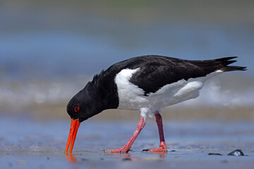 Ostrygojad (Haematopus ostralegus) © Grzegorz