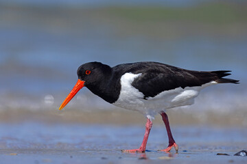 Ostrygojad (Haematopus ostralegus) © Grzegorz