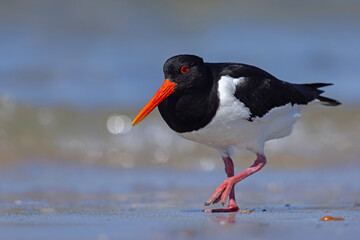 Ostrygojad (Haematopus ostralegus) © Grzegorz