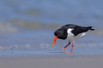 Ostrygojad (Haematopus ostralegus) © Grzegorz