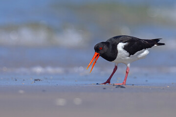 Ostrygojad (Haematopus ostralegus) © Grzegorz