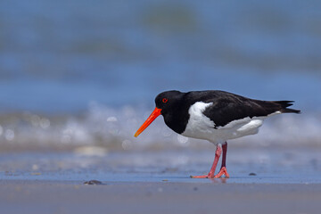 Ostrygojad (Haematopus ostralegus) © Grzegorz