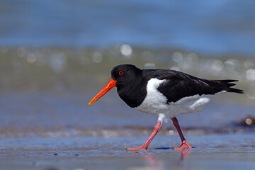 Ostrygojad (Haematopus ostralegus) © Grzegorz
