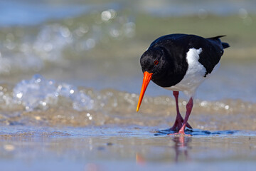 Ostrygojad (Haematopus ostralegus) © Grzegorz
