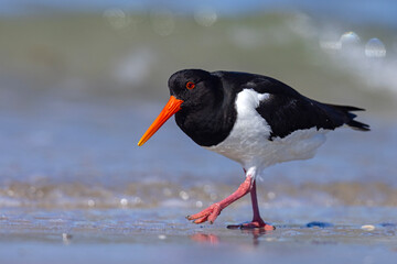 Ostrygojad (Haematopus ostralegus) © Grzegorz