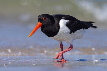 Ostrygojad (Haematopus ostralegus) © Grzegorz
