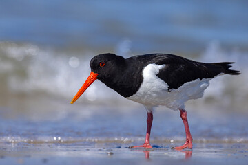 Ostrygojad (Haematopus ostralegus) © Grzegorz
