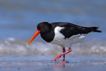 Ostrygojad (Haematopus ostralegus) © Grzegorz