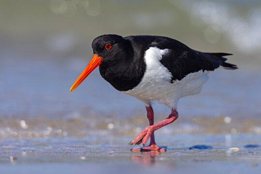 Ostrygojad (Haematopus ostralegus)
