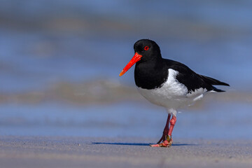 Ostrygojad (Haematopus ostralegus) © Grzegorz