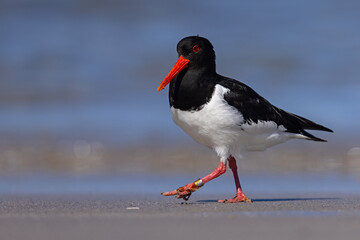 Ostrygojad (Haematopus ostralegus) © Grzegorz