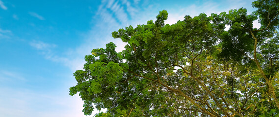 Large tree with bright green leaves creating a canopy against the sky. Tree with green leaves and blue sky. not ai