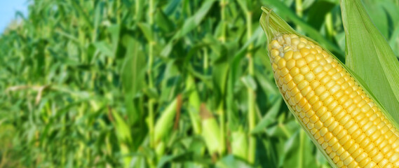 Yellow Ripe sweet corn cob on the field background, for harvest in agricultural cultivated corn...