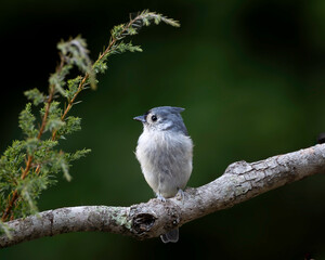 close up of tufted titmouse perched on a stick with a green cedar sprig to the side framing the bird, with a soft dark green background of foliage. © Karen