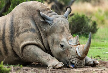 Large grey rhinoceros resting peacefully on the ground in a natural habitat