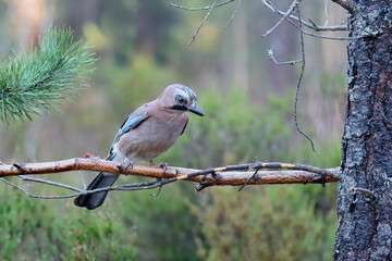 Eurasian jay