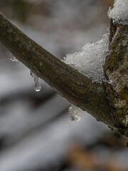 Hielo derretido de las nieves en las plantas del monte