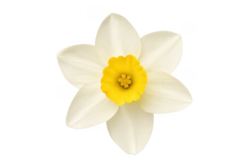 White daffodil flower with yellow trumpet on transparent background