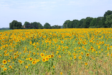 Sunflower Field in Brandenburg, Germany, Helianthus annuus
