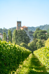 Idyllic Italian vineyard landscape with focus on grapevines in the foreground and blurred castle in the background with shallow depth of field