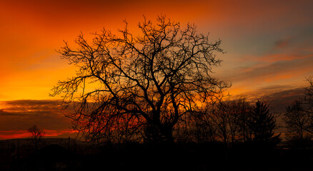 Large leafless tree silhouette against a dramatic purple and orange sunset sky