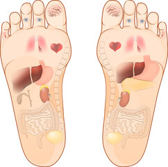 Foot reflexology. human feet and soles with highlighted of internal organs related to the massage area. Map for foot acupressure therapy.