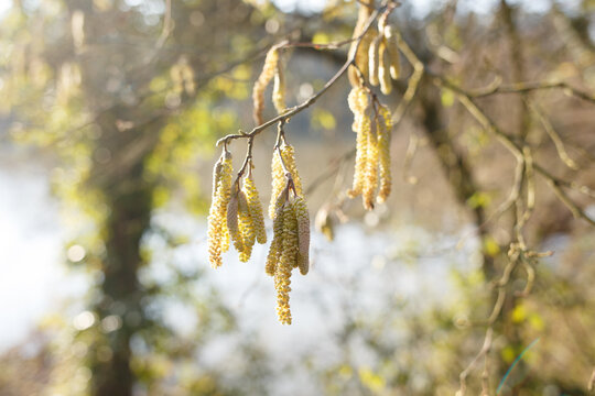 Hazel tree branch with hanging catkins in early spring. Natural outdoor photography with shallow depth of field and blurred background. Springtime nature and plant pollination concept 
