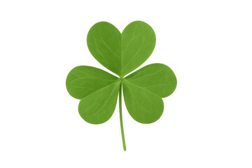 Three leaf shamrock symbolizing luck on st patrick's day
