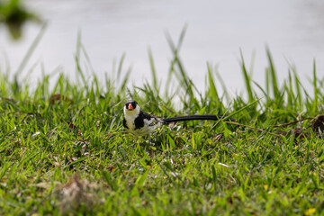The pin-tailed whydah, Vidua macroura, is a small songbird, Kenya