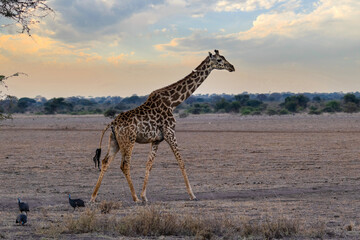 The Masai giraffe, Giraffa tippelskirchi, also spelled Maasaio giraffe, Kenya © Ji
