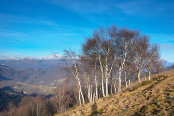 Obraz premium Trees on a grassy slope in winter. 