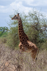 The Masai giraffe, Giraffa tippelskirchi, also spelled Maasaio giraffe, Kenya © Ji