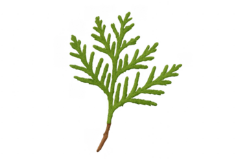 Green cypress branch with scale like leaves