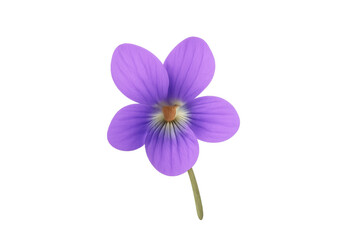 Fototapeta premium Purple five-petal flower on transparent background