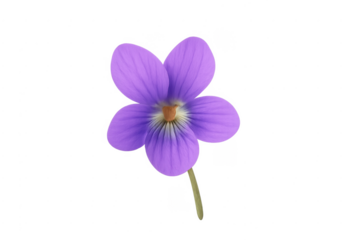 Purple five-petal flower on transparent background