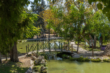 Fototapeta premium Small wooden bridge over a calm pond with koi fish in Mehmet Manavoglu Park. Scenic green public garden with lush trees and walking paths. September, Antalya, Turkey.