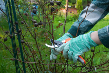 In tight close-up, garden secateurs operated by a protected hand execute the delicate work of pruning a rose bush in early spring.