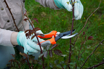 Spring pruning in action: a close view of shears in a gardener's shielded hand making precise cuts on a thriving rose bush.