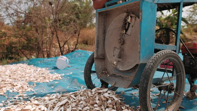 Cutting fresh cassava root into small chips. Agricultural process in cambodia for tapioca flour production.