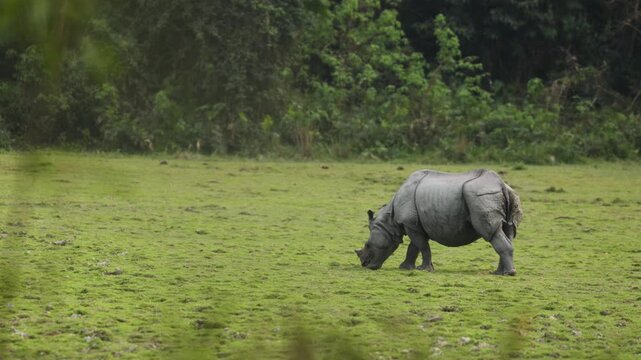 Single horned Rhino grazing in kaziranga national park