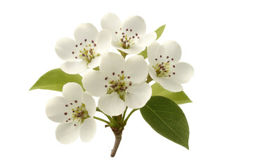 Fototapeta premium Pear blossom branch with white flowers on transparent background