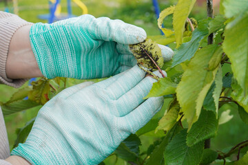 Close-up of green-gloved hands examining a leaf with lots of aphids.