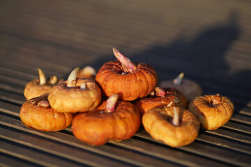 Different Gladiolus corms with sprouts prepared for planting outdoors placed on a wooden desk in spring