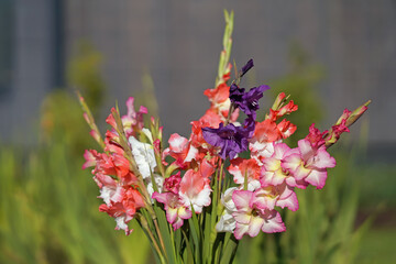 The mix of different colorful blooming Gladiolus flowers placed outdoors in a bunch in autumn