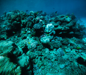 Obraz premium Massive coral structure in shallow reef, yellow fish dancing among corals, turquoise water shining. Magical underwater world, coral reef landscape, marine life vibrance.