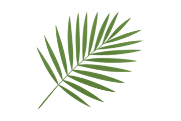 Green palm leaf tropical nature illustration isolated