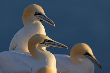 Głuptak (Morus bassanus) © Grzegorz