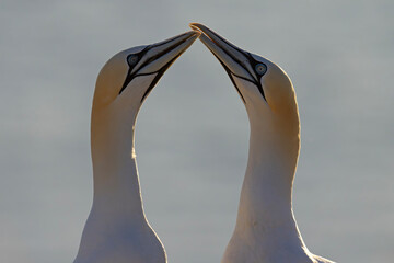 Głuptak (Morus bassanus) © Grzegorz