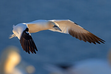 Głuptak (Morus bassanus) © Grzegorz